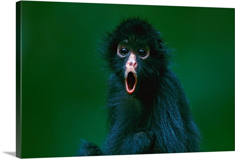 Black-faced spider monkey, Madidi National Park, Bolivia Wall Art