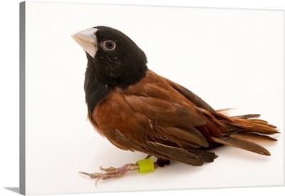 Black headed munia, Lonchura atricapilla, from a private collection