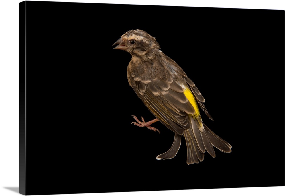 Black throated canary, Crithagra atrogularis.