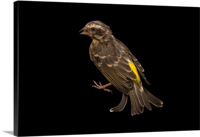 Black throated canary, Crithagra atrogularis, from a private collection