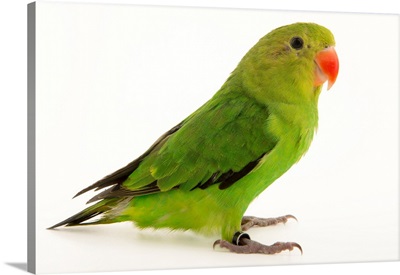 Black winged lovebird, Agapornis taranta, from a private collection