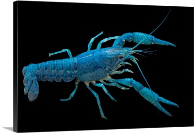 Blue Crayfish, Procambarus Alleni, At L'aquarium Tropical Du Palais De La Porte Doree