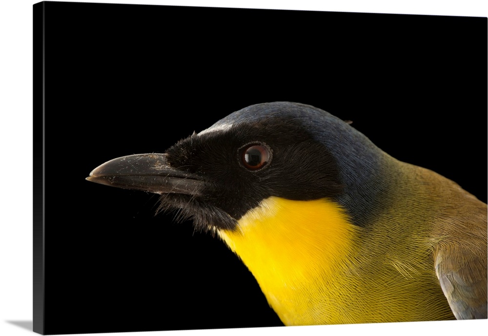 Blue crowned laughingthrush, Garrulax courtoisi, at the Plzen Zoo.