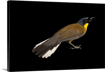 Blue crowned laughingthrush, Garrulax courtoisi, at the Plzen Zoo
