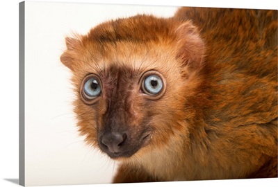 Blue-eyed black lemur, at the Duke Lemur Center