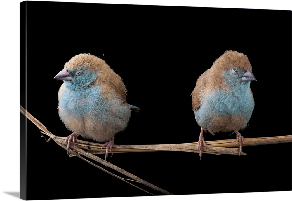Blue waxbills (Uraeginthus angolensis) (awake or dozing off) are a common sight in Gorongosais dry, bushy grasslands. So f...