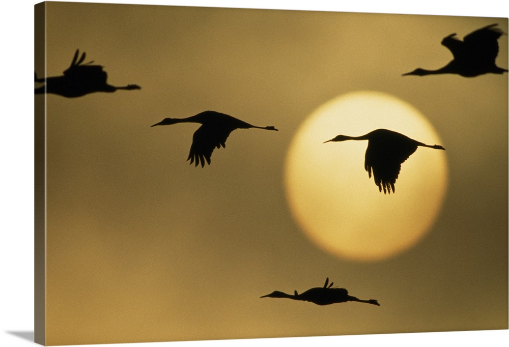 Silhouetted greater Sandhill cranes (Grus canadensis canadensis) fly across a huge sun. Waterbirds over-populate the refug...