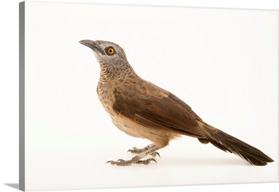 Brown babbler, Turdoides plebejus, from a private collection