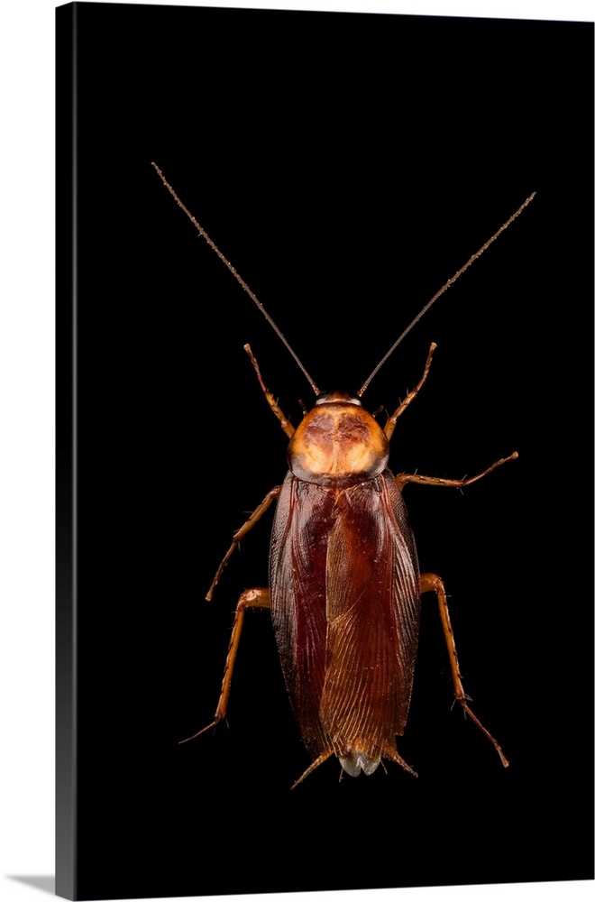 Brown cockroach, Periplaneta brunnea, at Western Kentucky University.