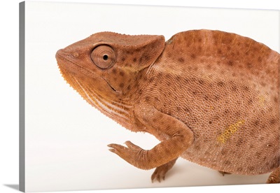 Brown Color Phase Of A Female Usambara Three-Horned Chameleon