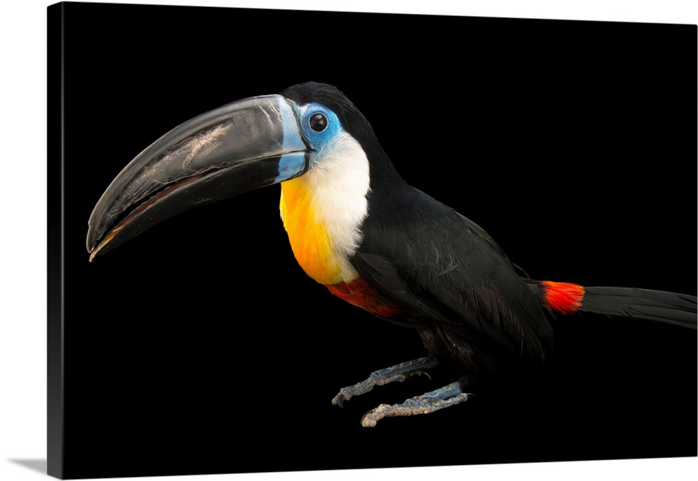 Channel billed toucan, Ramphastos vitellinus vitellinus.