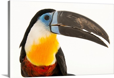 Channel billed toucan, Ramphastos vitellinus vitellinus, from a private collection