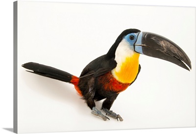 Channel billed toucan, Ramphastos vitellinus vitellinus, from a private collection