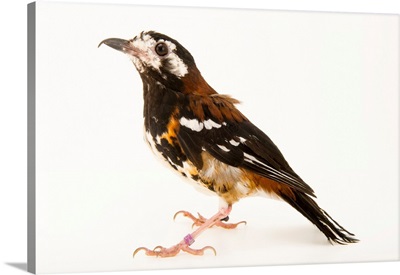 Chestnut backed thrush, Geokichla dohertyi, from a private collection