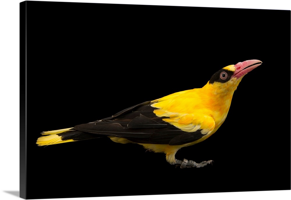 Chinese oriole, Oriolus chinensis diffusus.