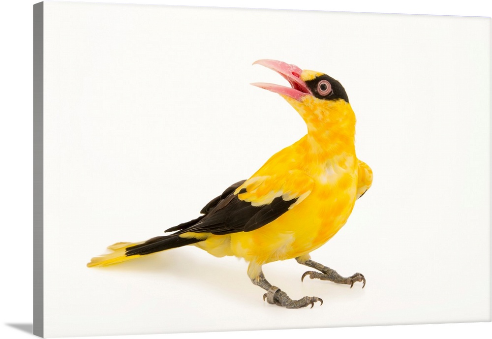 Chinese oriole, Oriolus chinensis diffusus.