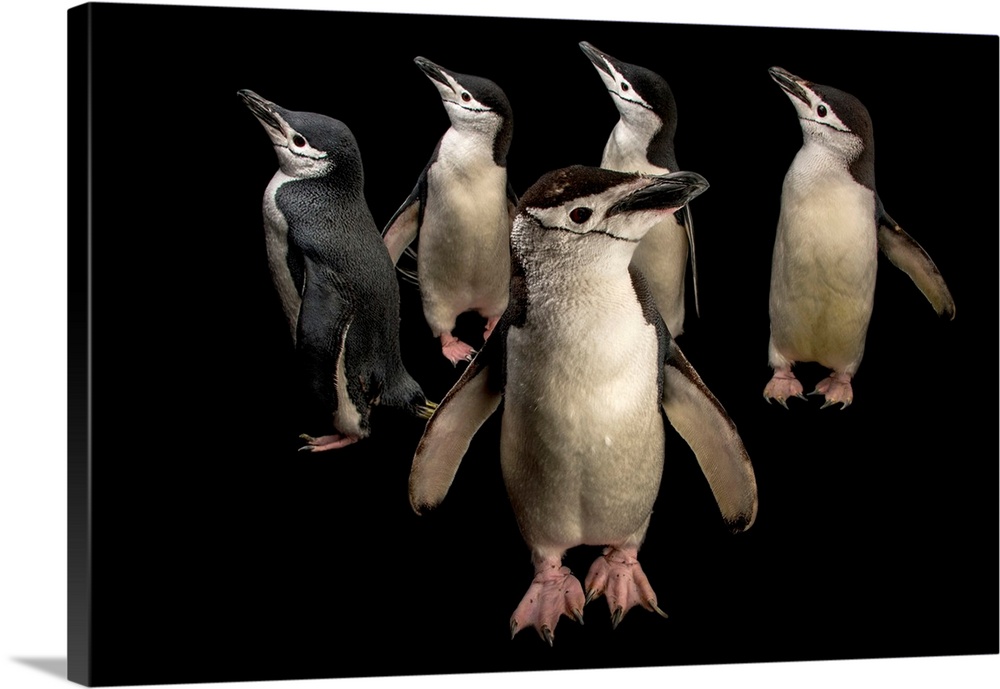 Chinstrap penguins, Pygoscelis antarctica, at the Newport Aquarium.