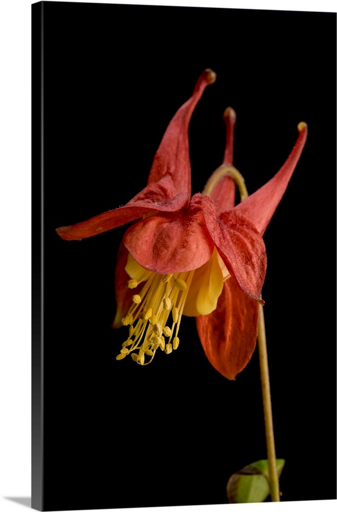 Close up of an American columbine, Aquilegia canadensis.