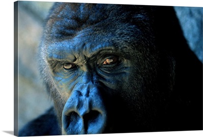Close view of a gorilla face