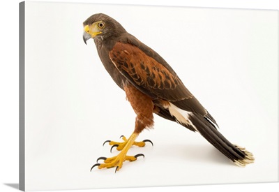 Colombian Subspecies Of The Harris's Hawk At The National Aviary Of Colombia