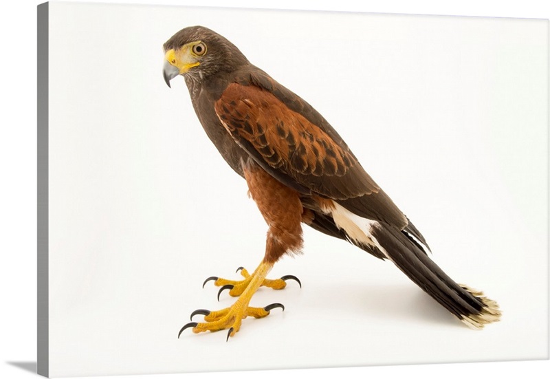 Colombian Subspecies Of The Harris's Hawk At The National Aviary Of ...