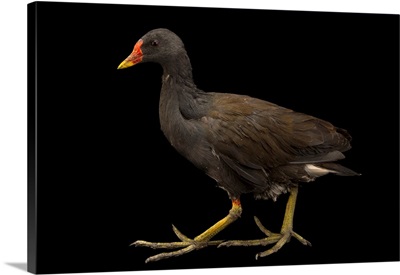 Common moorhen, Gallinula chloropus, from a private collection