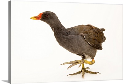 Common moorhen, Gallinula chloropus, from a private collection