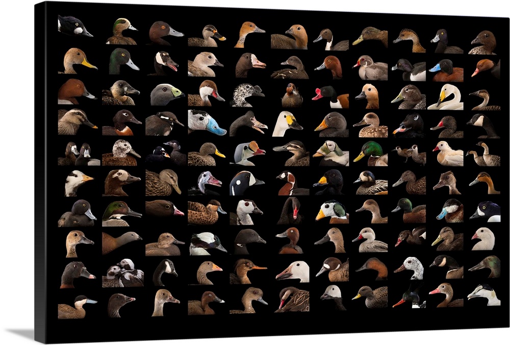 110 different species of ducks and geese.