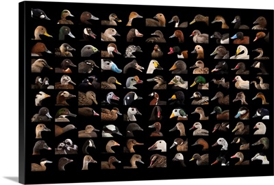 Composite of 110 different species of ducks and geese