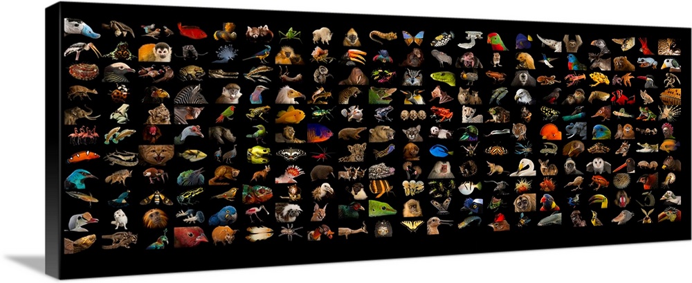 Composite of different species of Photo Ark species.