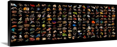 Composite of different species of Photo Ark species