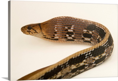 Copper-Headed Trinket Snake, Coeglanathus Radiatus, At The Assam State Zoo