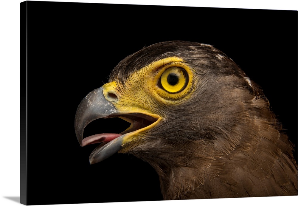Crested serpent eagle, Spilornis cheela burmanicus, at Angkor Centre for Conservation of Biodiversity.