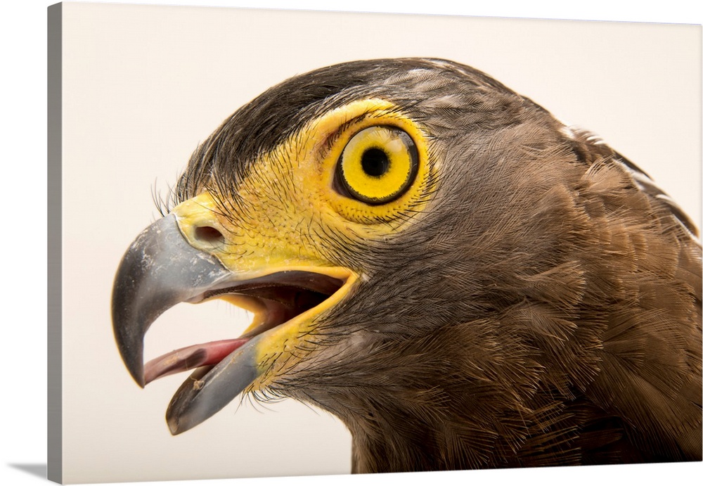 Crested serpent eagle, Spilornis cheela burmanicus, at Angkor Centre for Conservation of Biodiversity.