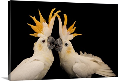 Critically Endangered Citron Crested Cockatoos, Jurong Bird Park