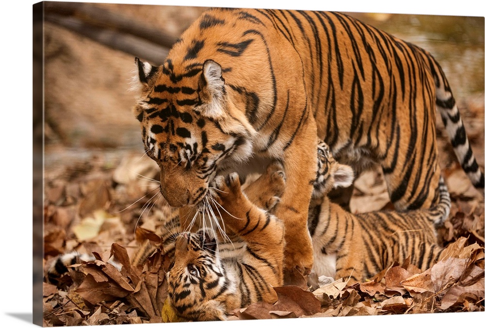 A critically-endangered female Sumatran tiger and her five-month-old cub at Zoo Atlanta.