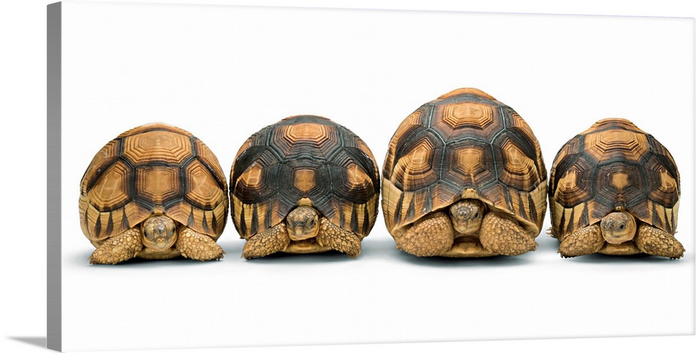 Critically endangered plowshare tortoises at Zoo Atlanta.