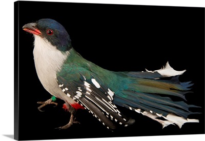 Cuban trogon, Priotelus temnurus, from a private collection