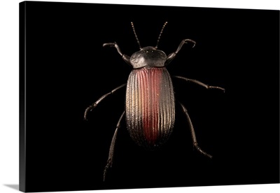 Darkling Beetle, Eleodes Suturalis, At Cedar Point Biological Station