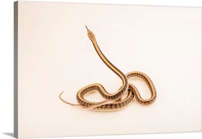 Desert Patch Nosed Snake At The Arizona Sonora Desert Museum