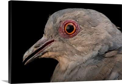 Dusky turtle dove, Streptopelia lugens, from a private collection