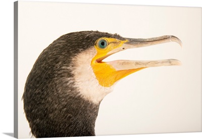 Eastern Great Cormorant, Phalacrocorax Carbo Sinensis, At The Budapest Zoo