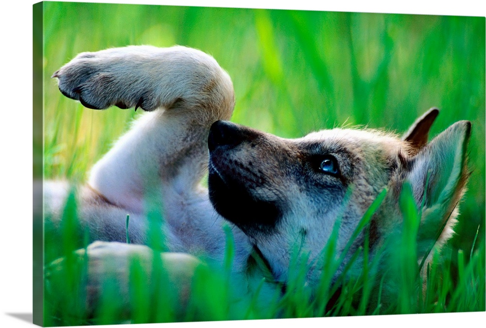 Large canvas art of a wolf pup laying on his back in the grass.