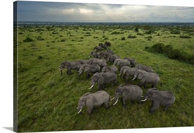 Elephants have miles of savanna to roam inside Queen Elizabeth Park