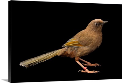 Elliot's laughingthrush, Trochalopteron elliotii, from a private collection