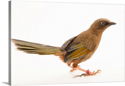 Elliot's laughingthrush, Trochalopteron elliotii, from a private collection