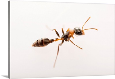 Elongate twig ant at the Urban Entomology Lab at the University of Florida
