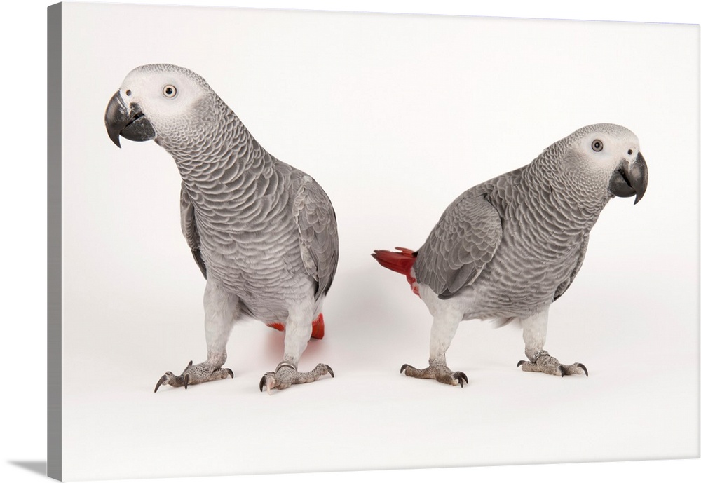 Endangered African grey parrots (Psittacus erithacus erithacus) at Parrots in Paradise, a bird attraction in Glass House M...