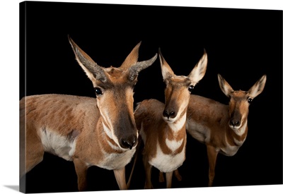 Endangered peninsula pronghorn antelopes at the Los Angeles Zoo