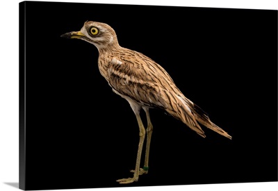 Eurasian stone curlew or Eurasian thick knee from a private collection